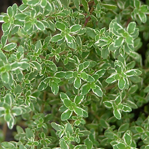 lemon thyme_square.jpg