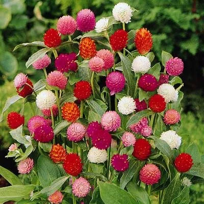 gomphrena.jpg