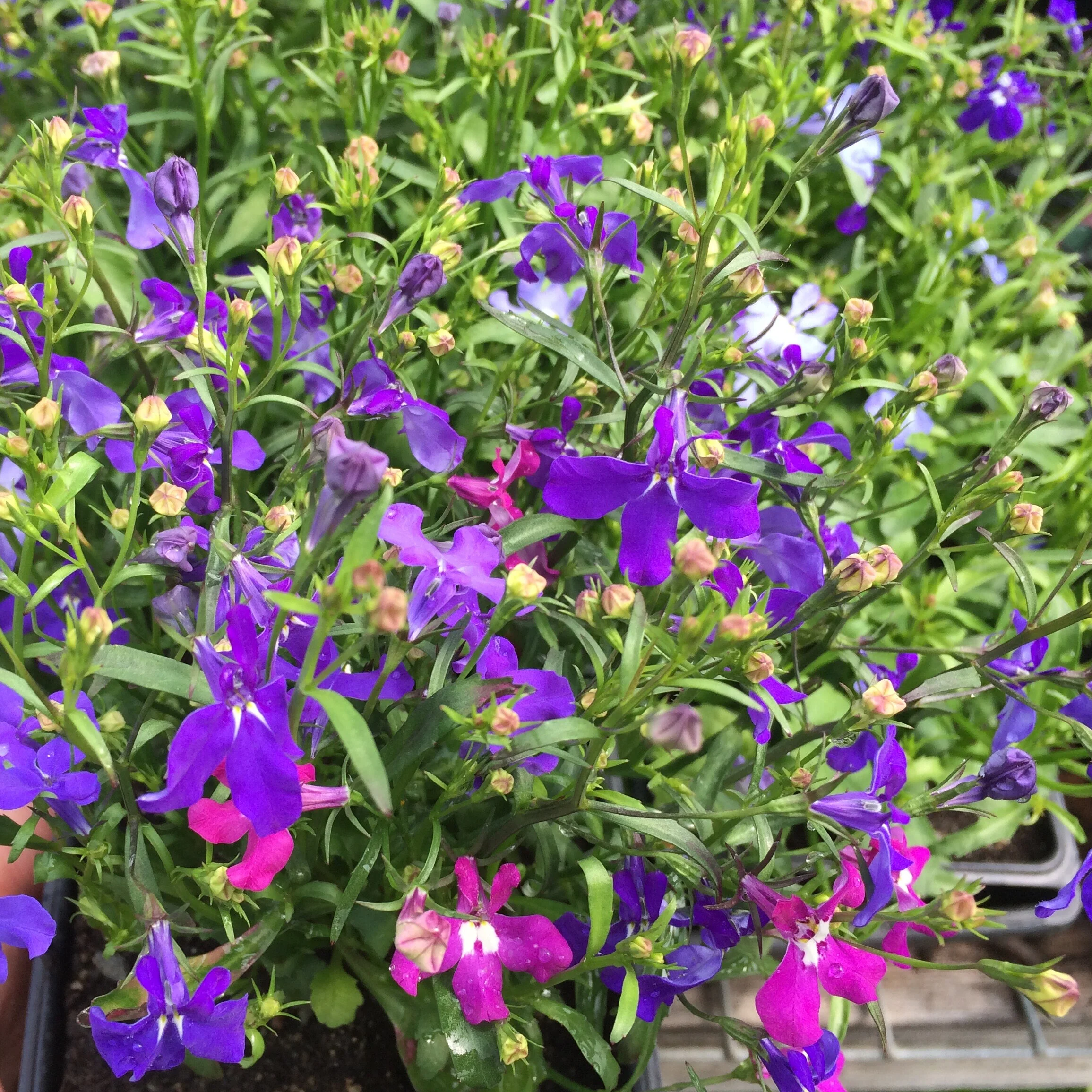 Lobelia_square.jpg