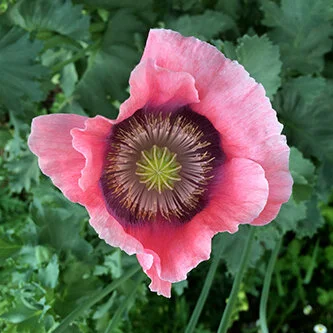 poppies_square.jpg