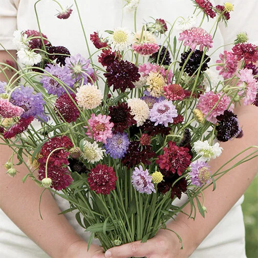 scabiosa.jpg