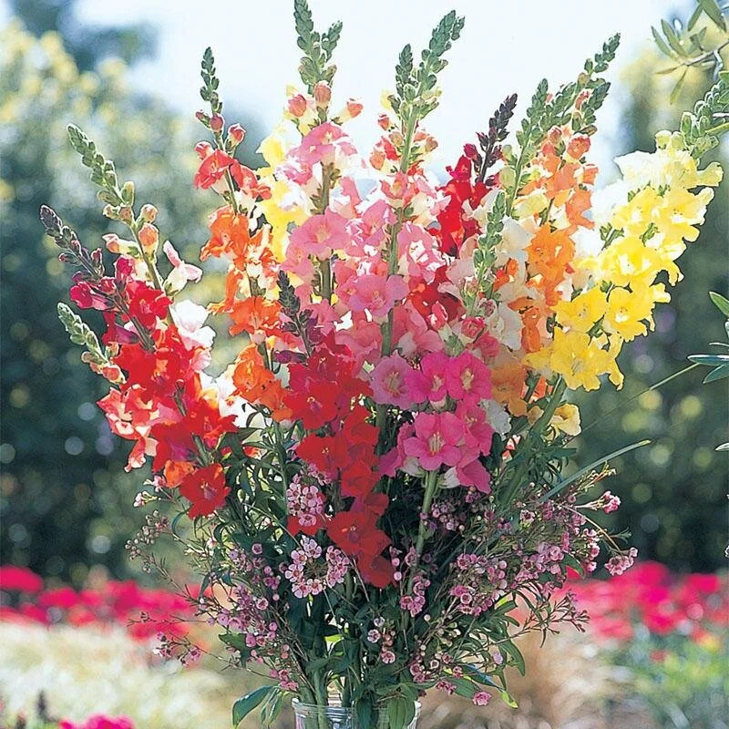 snapdragon.jpg