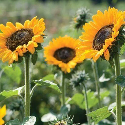 sunflower.jpg