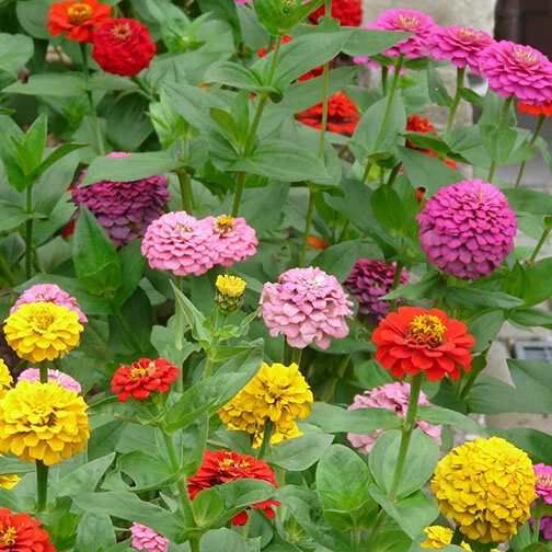 zinnias_2_square.jpg