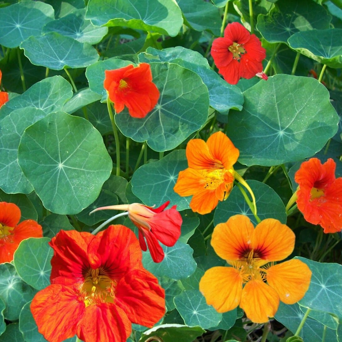 Nasturtium basket