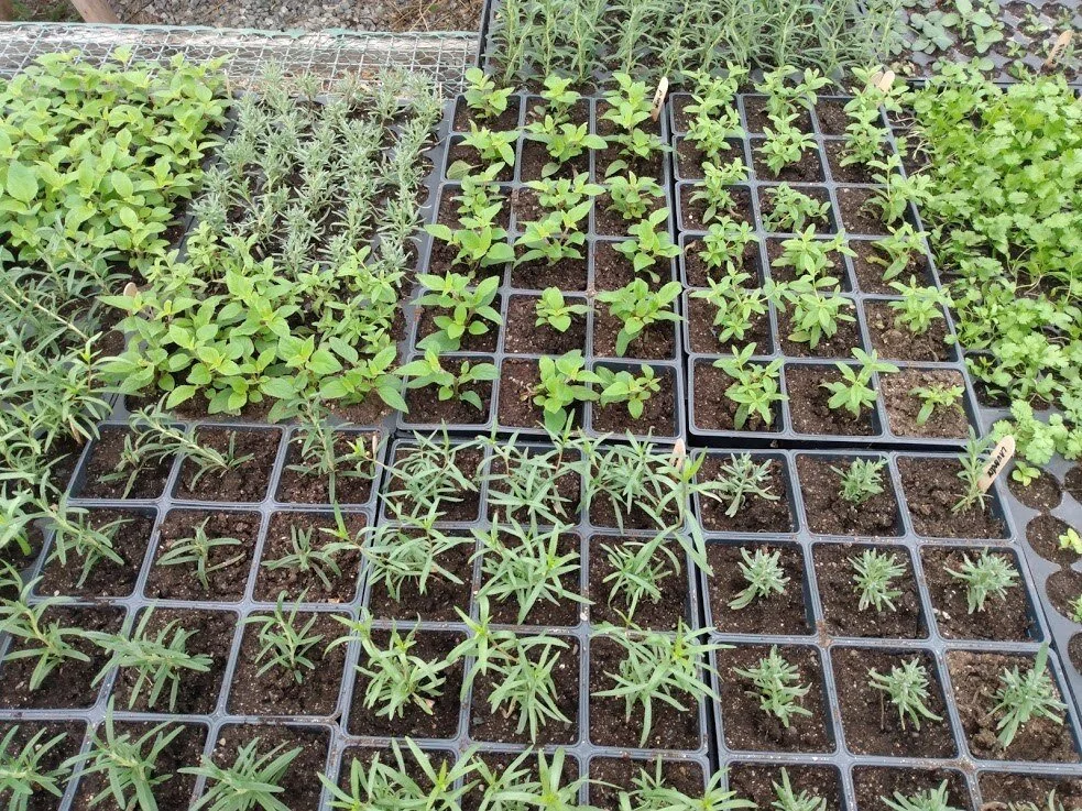 seedling header.jpg