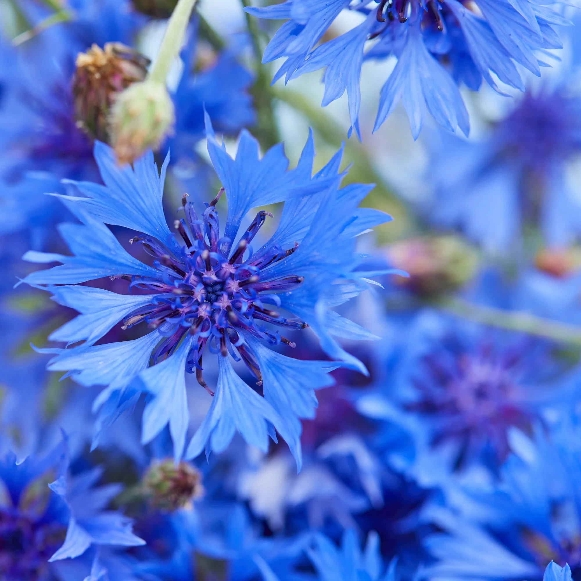 cornflower.jpg