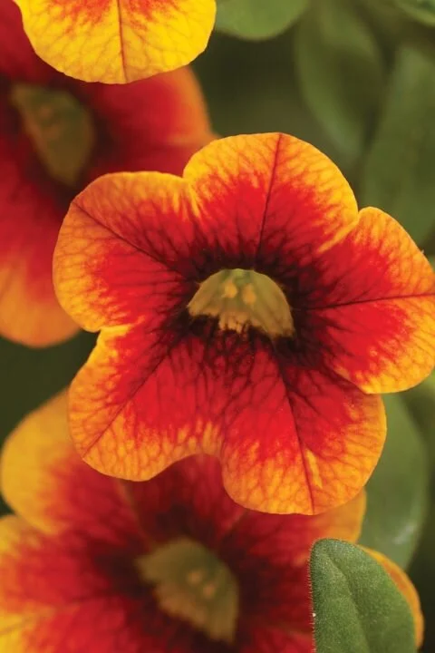 Calibrachoa+Corona-001-480x720.jpg
