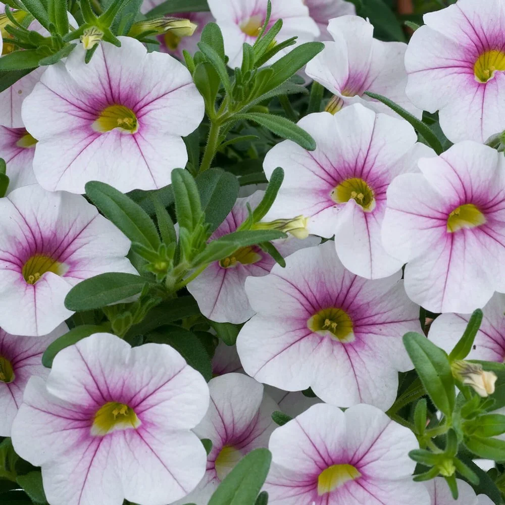calibrachoa_almond_blossom.jpg