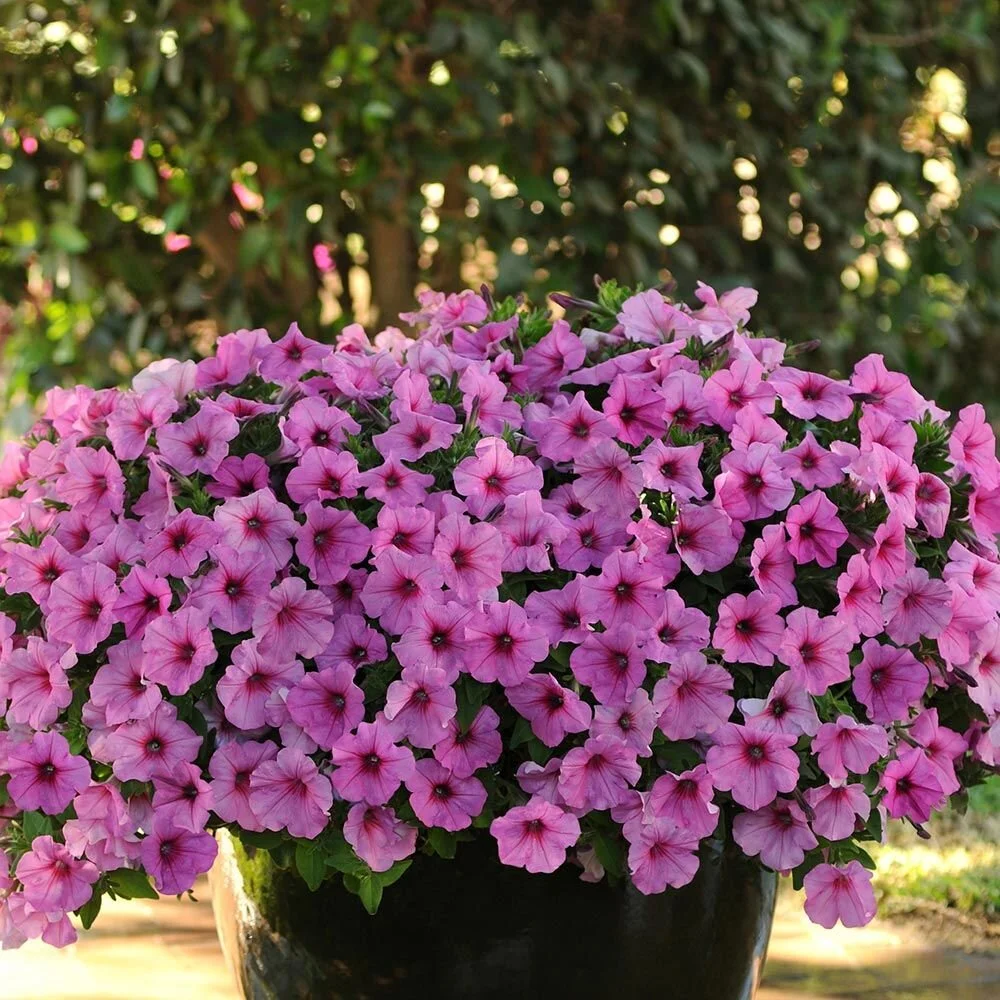 petunia, pink passion.jpg