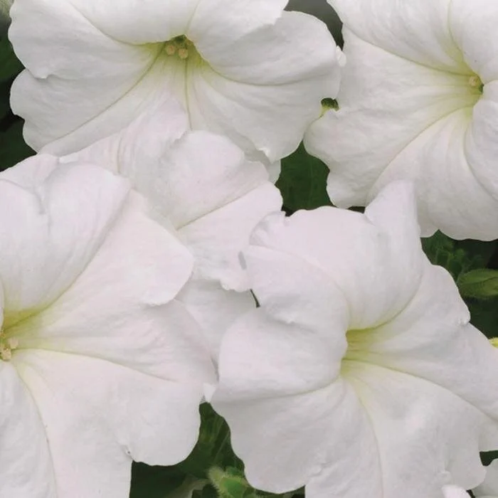petunia-white-easy-wave.jpg