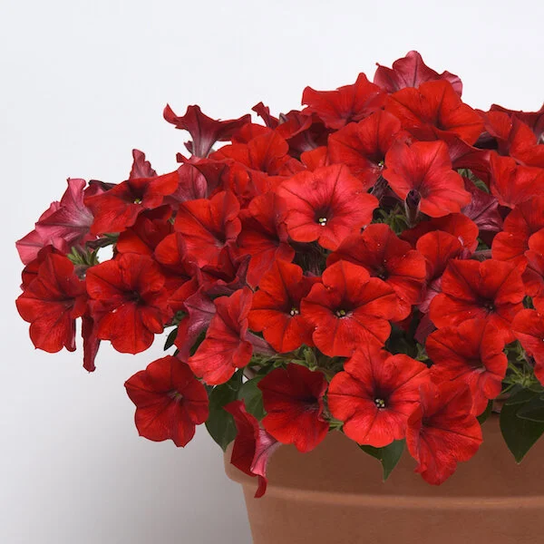 Petunia_Easy_Wave_Red.jpg