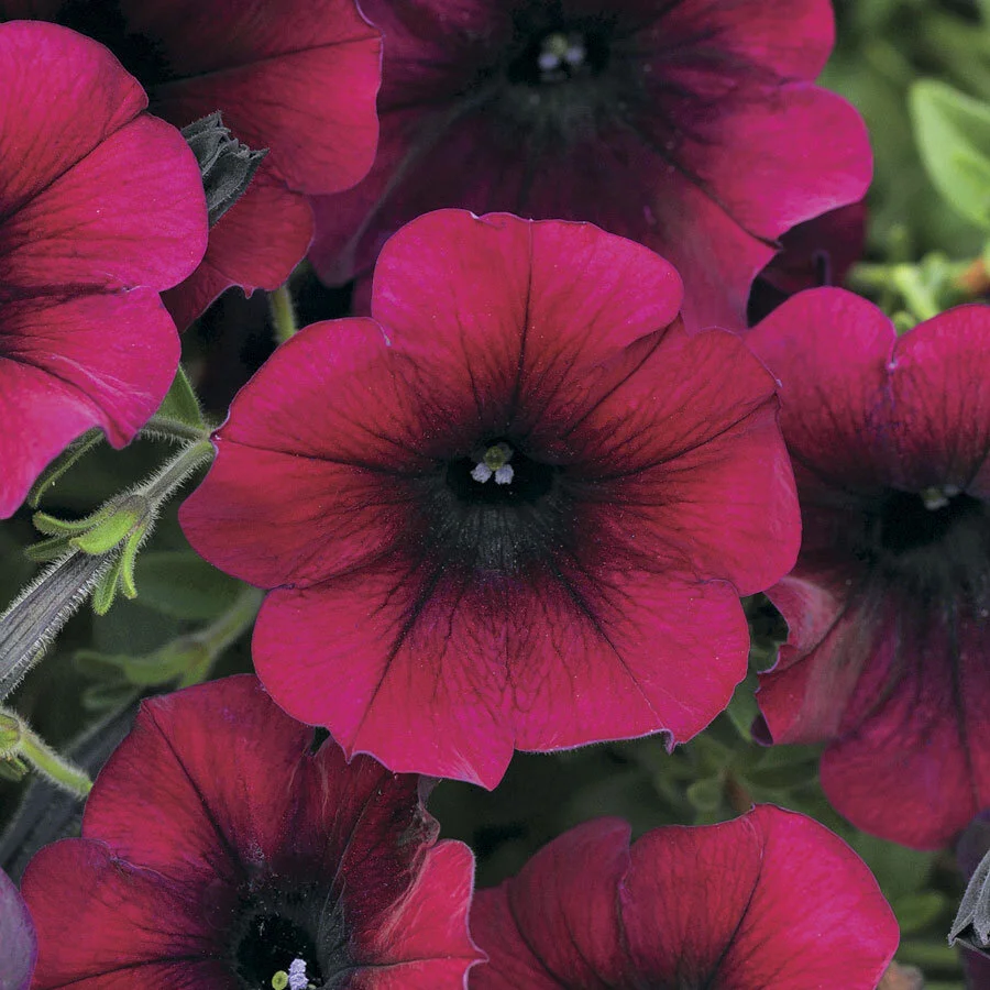 petunia velour burgundy.jpg