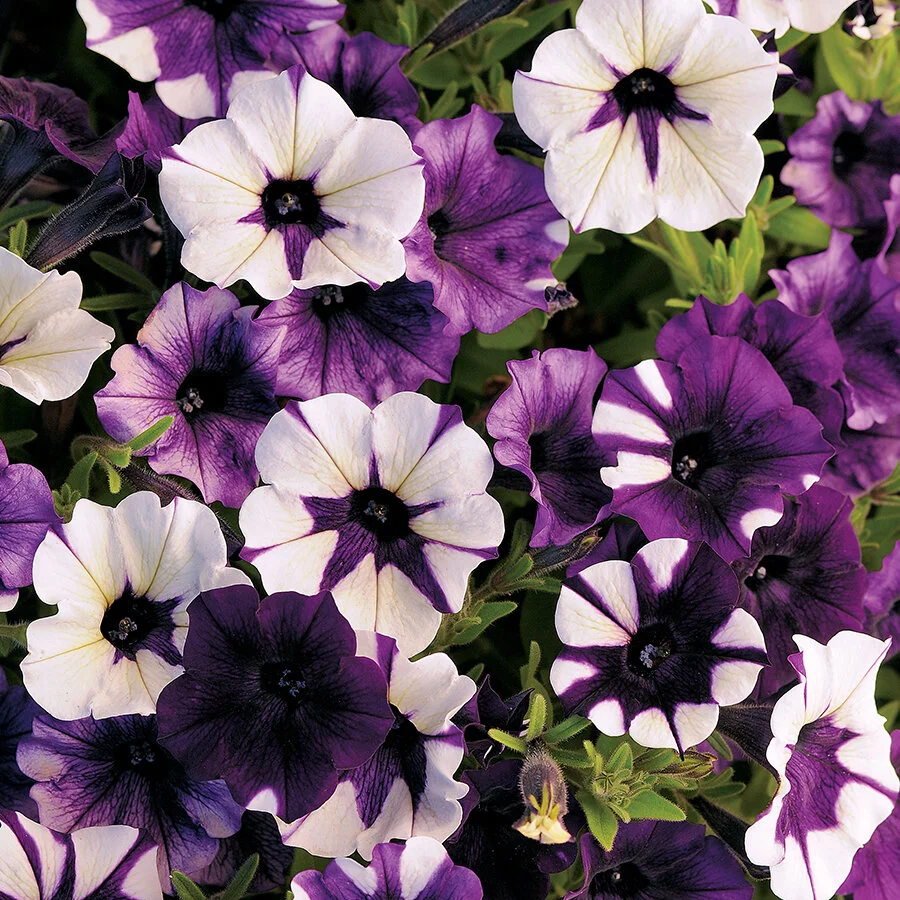 petunia purple tie dye.jpg