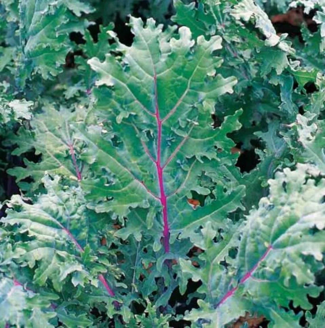 red russian kale.jpg