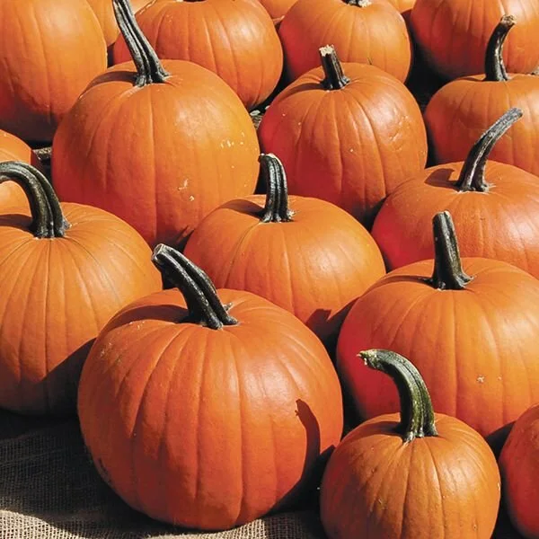 jack o lantern pumpkin.jpg
