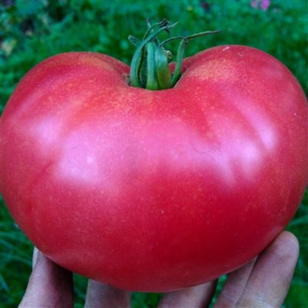 Rose-de-Berne-Tomato.png