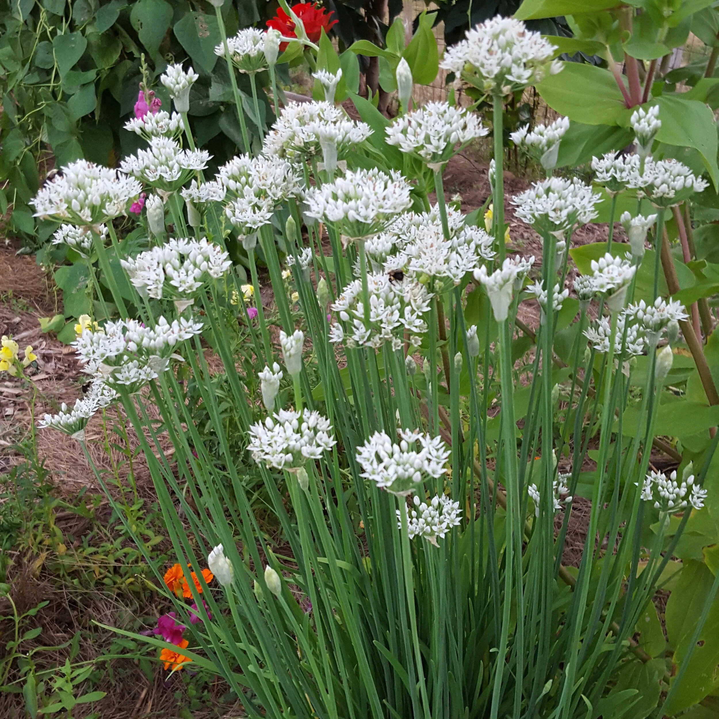 garlic chives.jpg