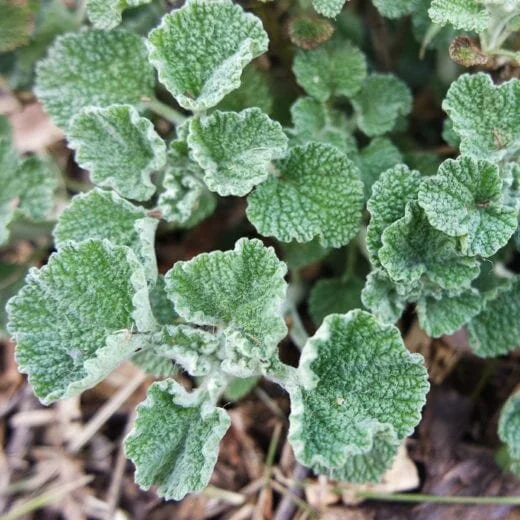 horehound.jpg