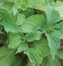 shiso.jpg