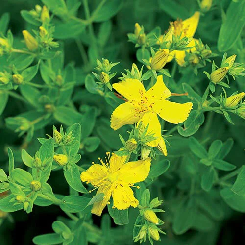 st johns wort.jpg