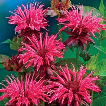 bee balm.jpg