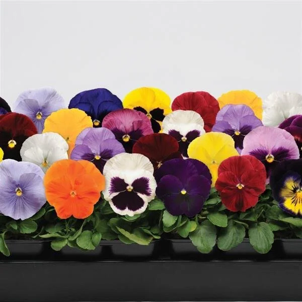 pansies.jpg