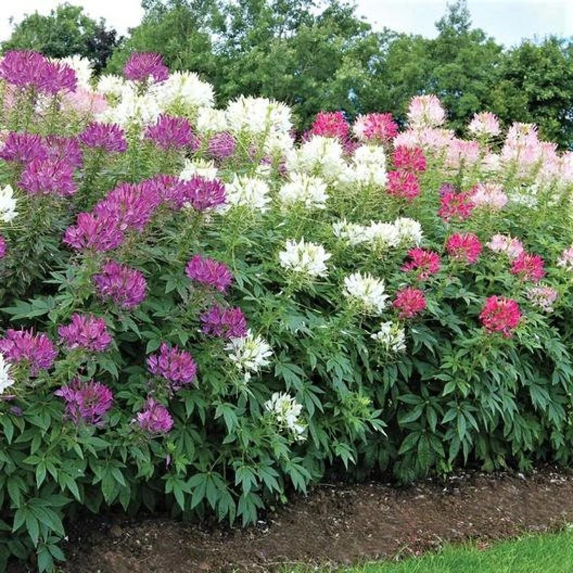 cleome.jpg