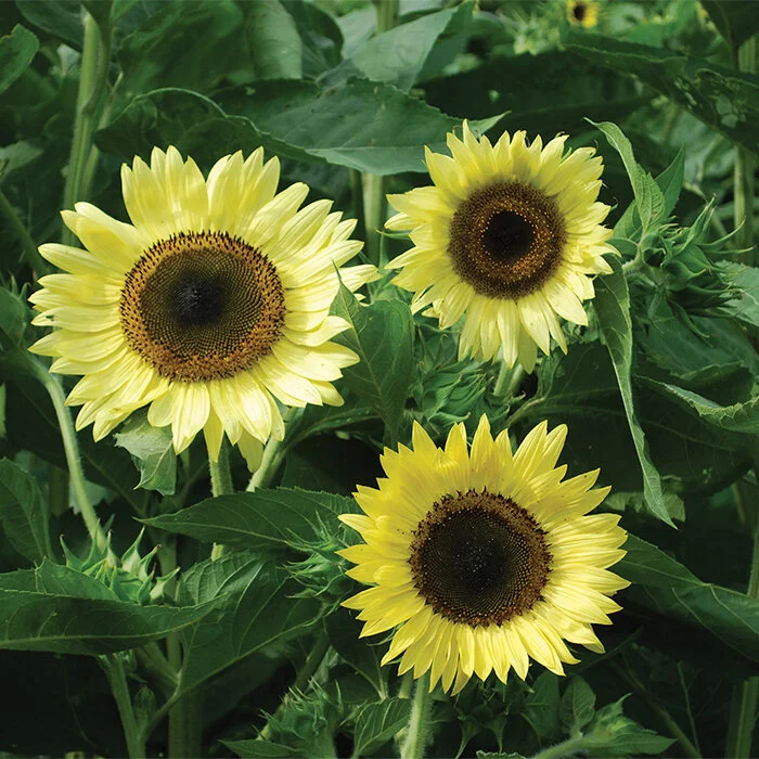 Lemon Queen Sunflower.jpg