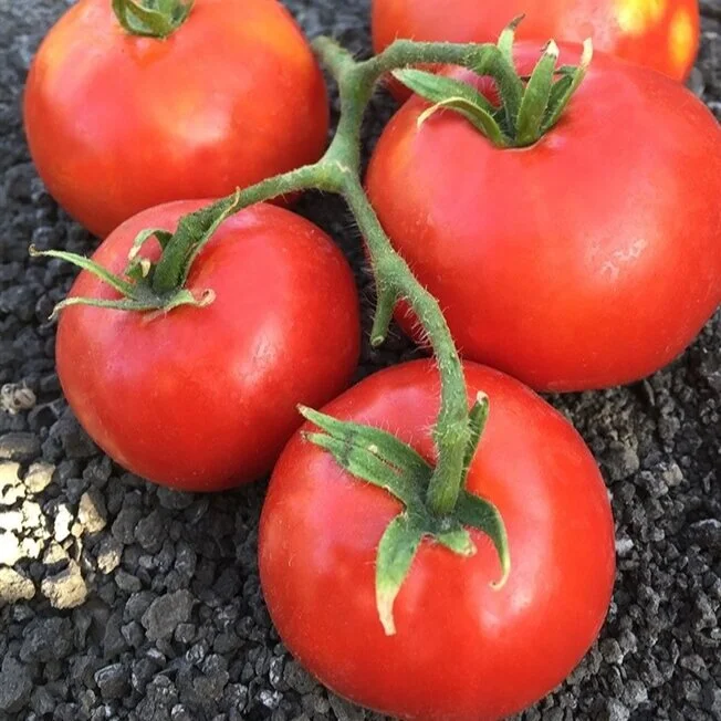 siletz+tomato.jpg