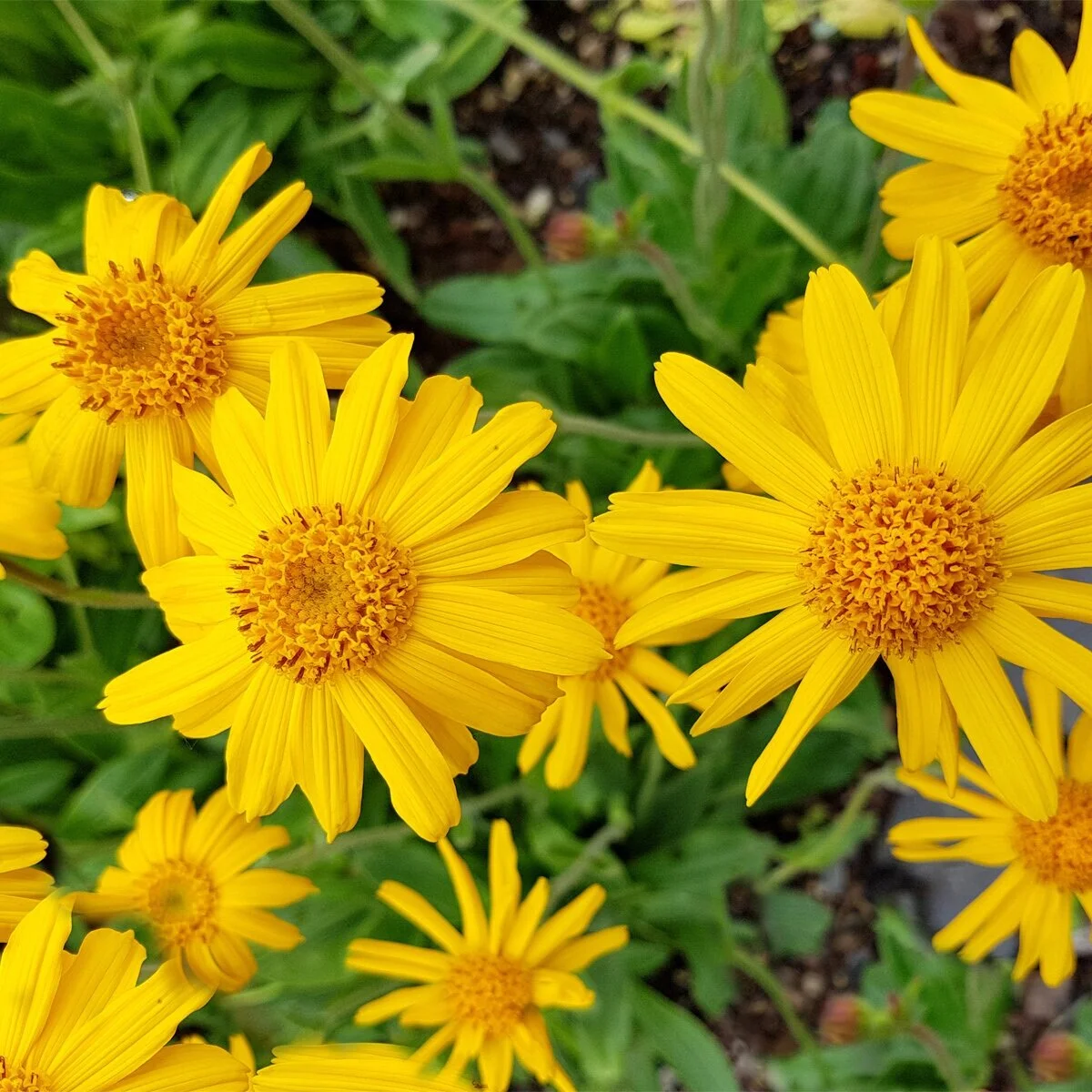arnica.jpg
