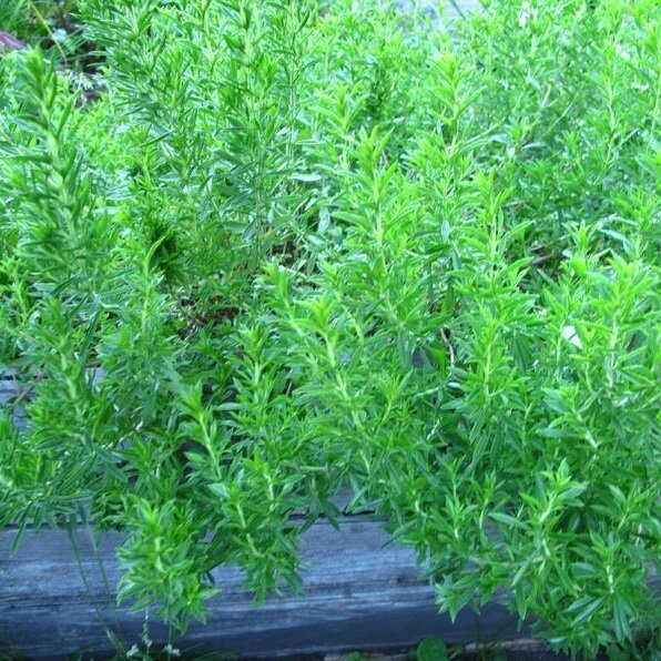 winter+savory.jpg