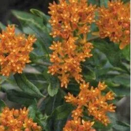 butterfly+weed.jpg