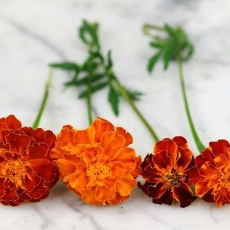 marigold+brocade.jpg