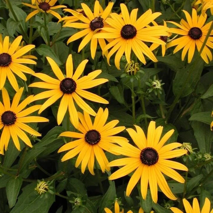 rudbeckia.jpg