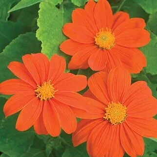 tithonia.jpg