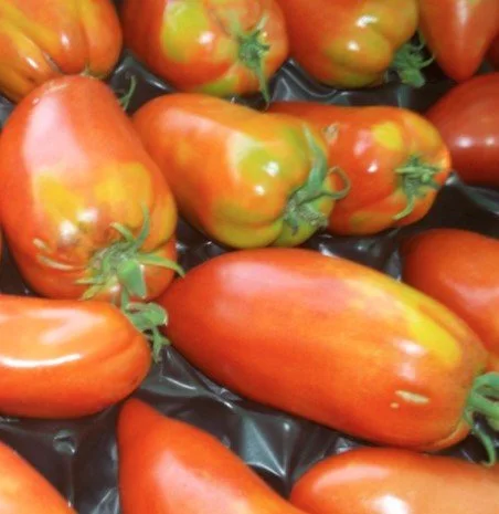 Pratico Tomatoes.jpg