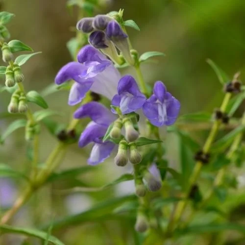 Baikal Skullcap.jpg