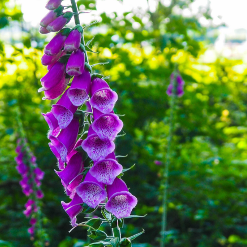 foxglove.png