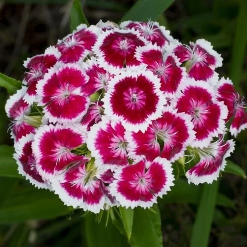 dianthus.jpg
