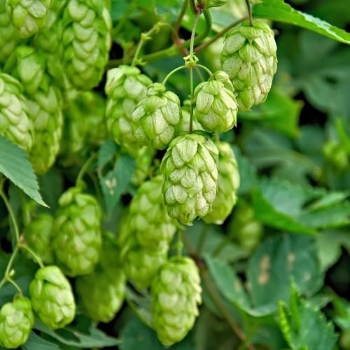 hops.jpg