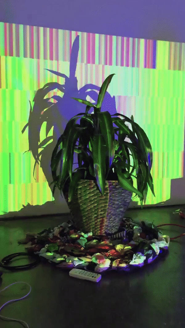 Everybody has fever (detail), 2017, projection on live plants, mylar weavings and hangings, and LED bulbs, dimensions variable.