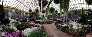 3 Elizabeth Gertsakis: Monet, Man of Flowers: JULIETTE PEERS Elizabeth Gertsakis’s Monet, Man of Flowers , installation view Fitzroy Gardens Conservatory, Melbourne, 2009; image courtesy the artist
