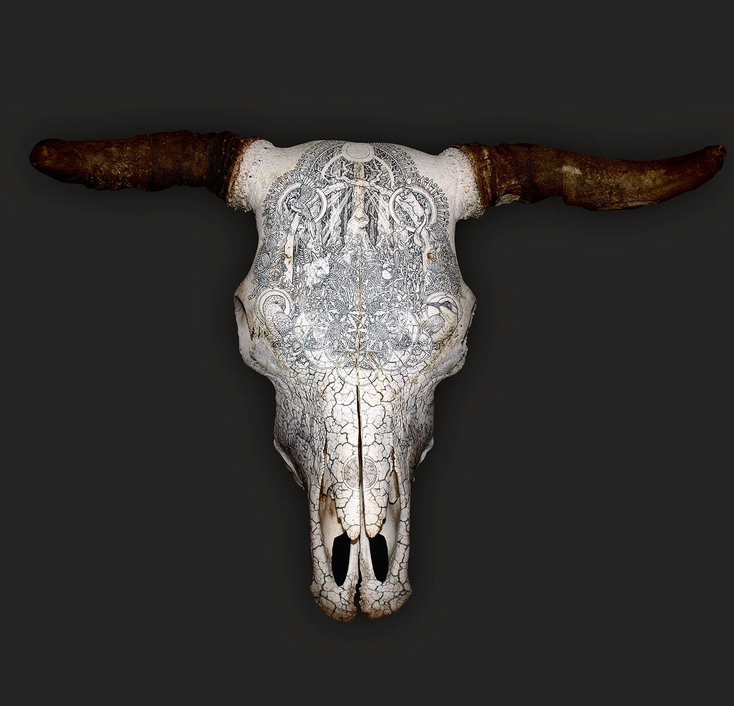 Winner of the Emerging Artist Category: Dan Power,  G[RAZED] , 2016, Pen and ink on bull skull; image courtesy the national archives of australia, canberra