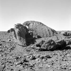 7 Nolan’s Existentialist Camera: CHRISTOPHER HEATHCOTE Untitled (Cow and calf carcass covered in dirt 1) All images from 1952, archival inkjet prints, 23 x 23cm; all of work by Sidney Nolan. Image courtesy The Sidney Nolan Trust