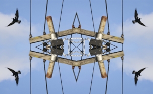 11 ‘Sovereignty’: Indigenising and decolonising curatorial practice: Khadija von Zinnenburg Carroll, Melbourne Kent Morris, Boonwurrung (St Kilda) – Magpie , 2016, from the series ‘Cultural Reflections – Up Above #2’, archival print on rag paper, 100 x 150cm; image courtesy the artist and Vivien Anderson Gallery, Melbourne