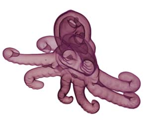 3 Kant in a lab coat: Visual Animals: MARGOT OSBORNE, Adelaide Erica Seccombe, Cephalopoda nano-plastica , 2006, microcomputed x-ray CT data