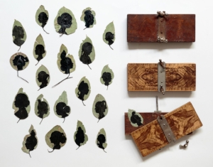 5 From the bower , Loris Button, Deborah Klein, Louise Saxton and Carole Wilson Eucalyptus leaves, 2015 –16 , handpainted with Indian ink, acrylic paint and pigment markers, dimensions variable; flower presses: wood and metal, each 4 x 24 x 10cm (approx.); collection of Deborah Klein; image courtesy the artist; photo: Tim Gresham