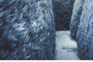 7 Pelt: Modern aesthetics in the moving image: ANN FINEGAN Virginia Hilyard, frame still: Cyprus hedge maze, Super 8 film from In the depths, 2005. Courtesy of the artist. Photo Virginia Hilyard