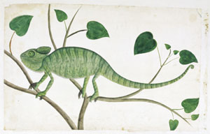 9 Diamonds are forever Cape Town: Halfway to Sydney 1788 -1870 Artist unknown, Chameleon , from the William Paterson album, 1777–79, watercolour. The Brenthurst Library, Johannesburg